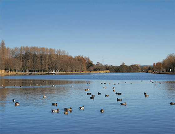 水元公園