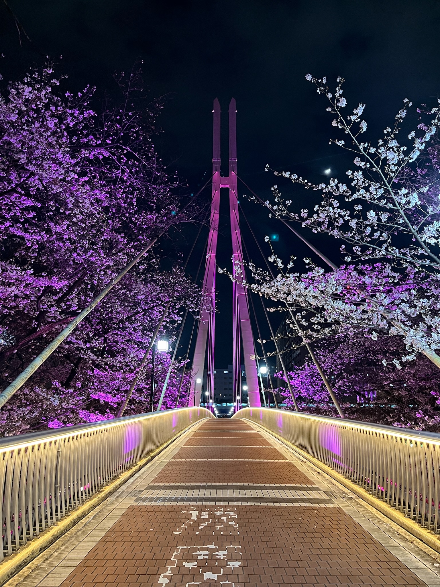 ライトアップの色が毎日違うので、ピンク色の日に散歩がてら行きました。