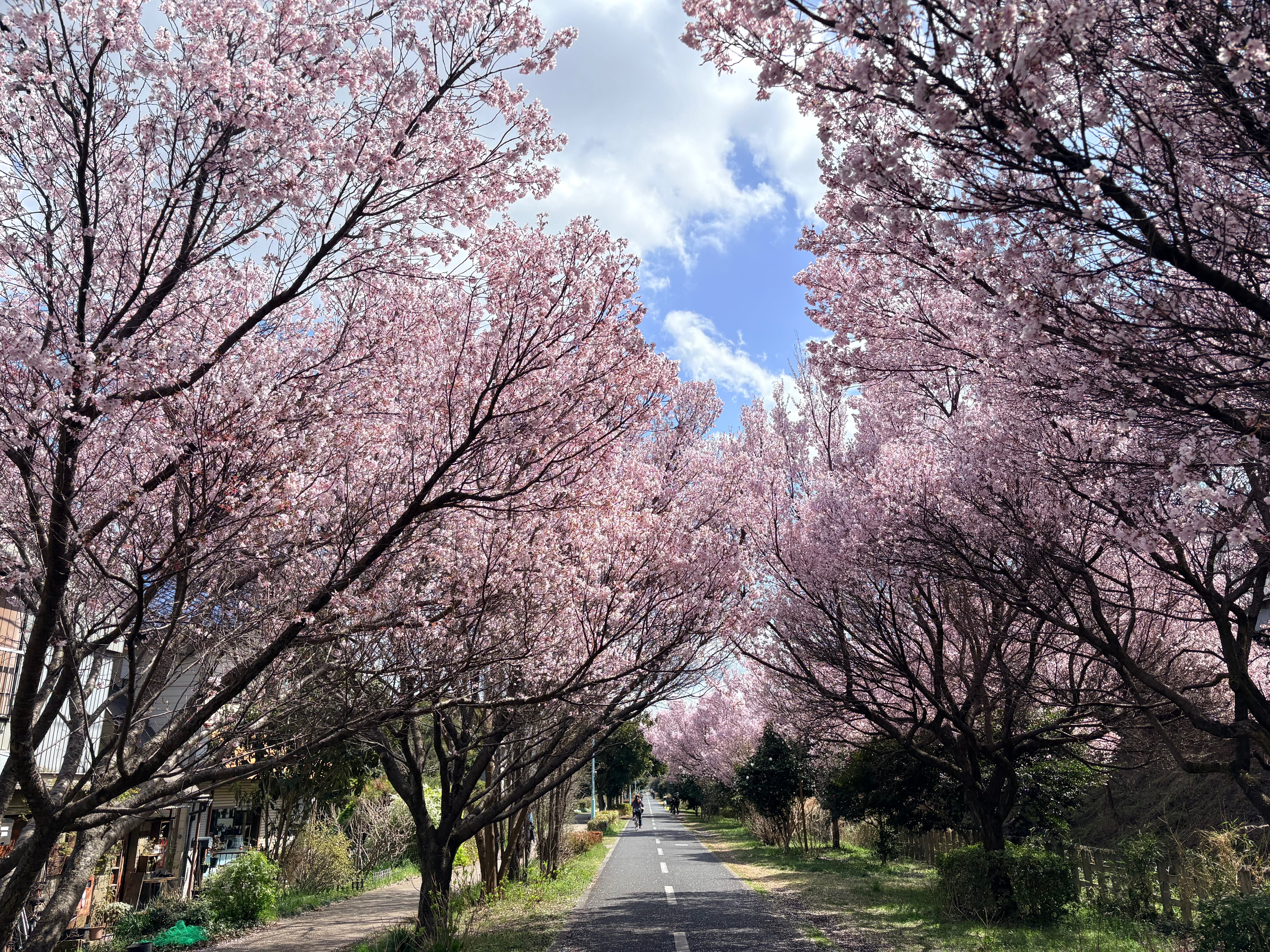 題名「桜街道」の写真