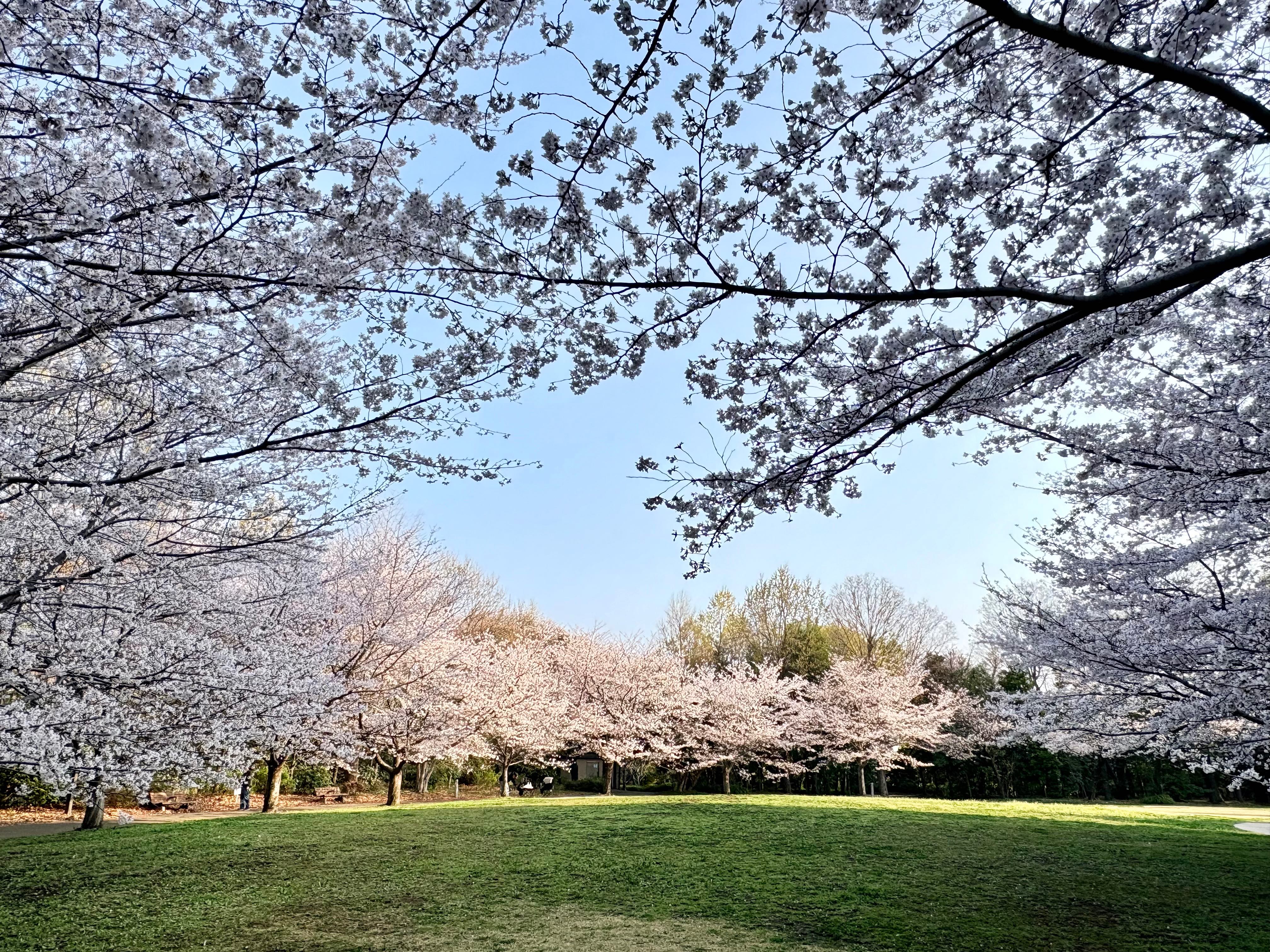 題名「桜咲く」の写真