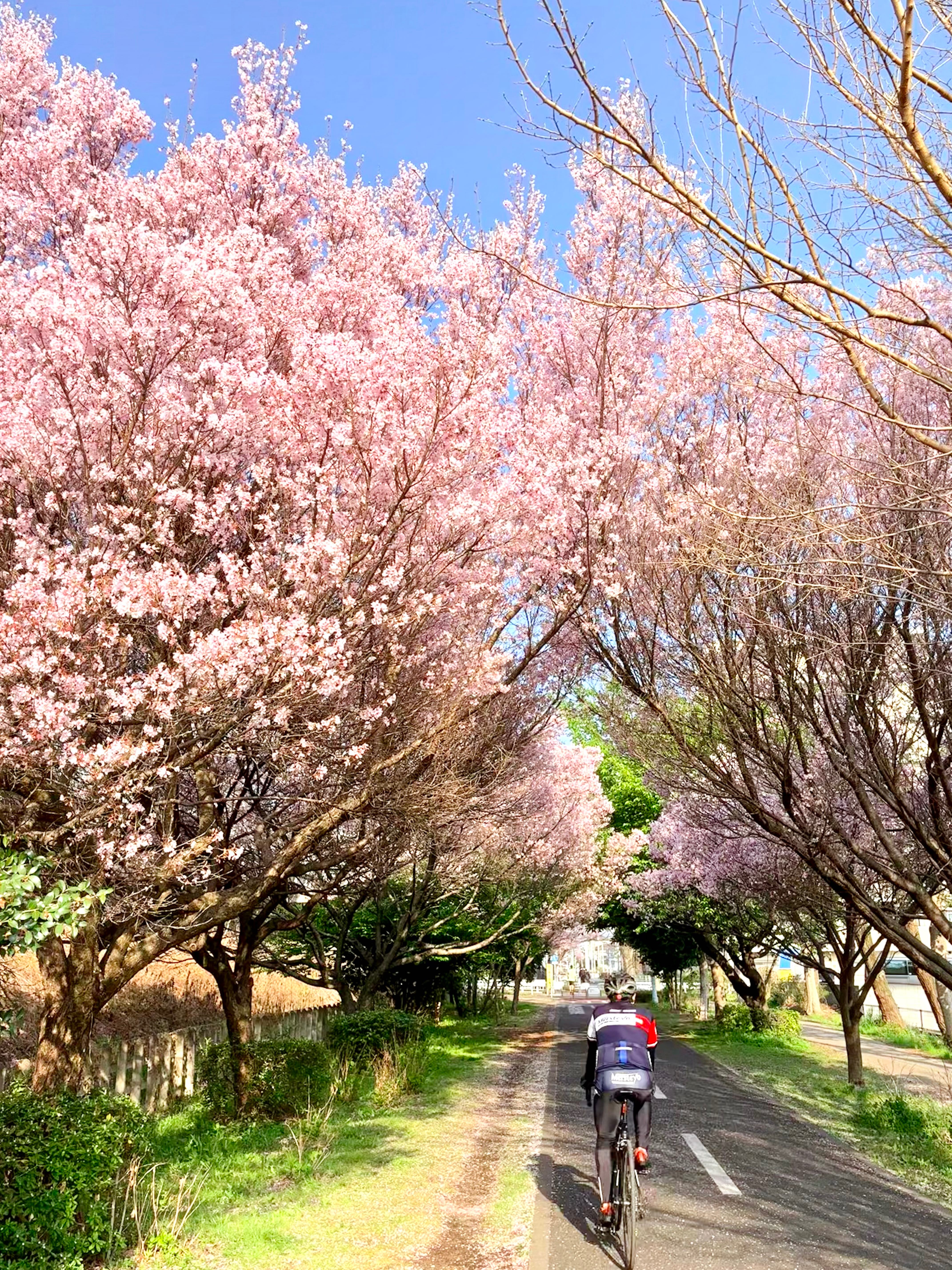 題名「桜のトンネル」の写真