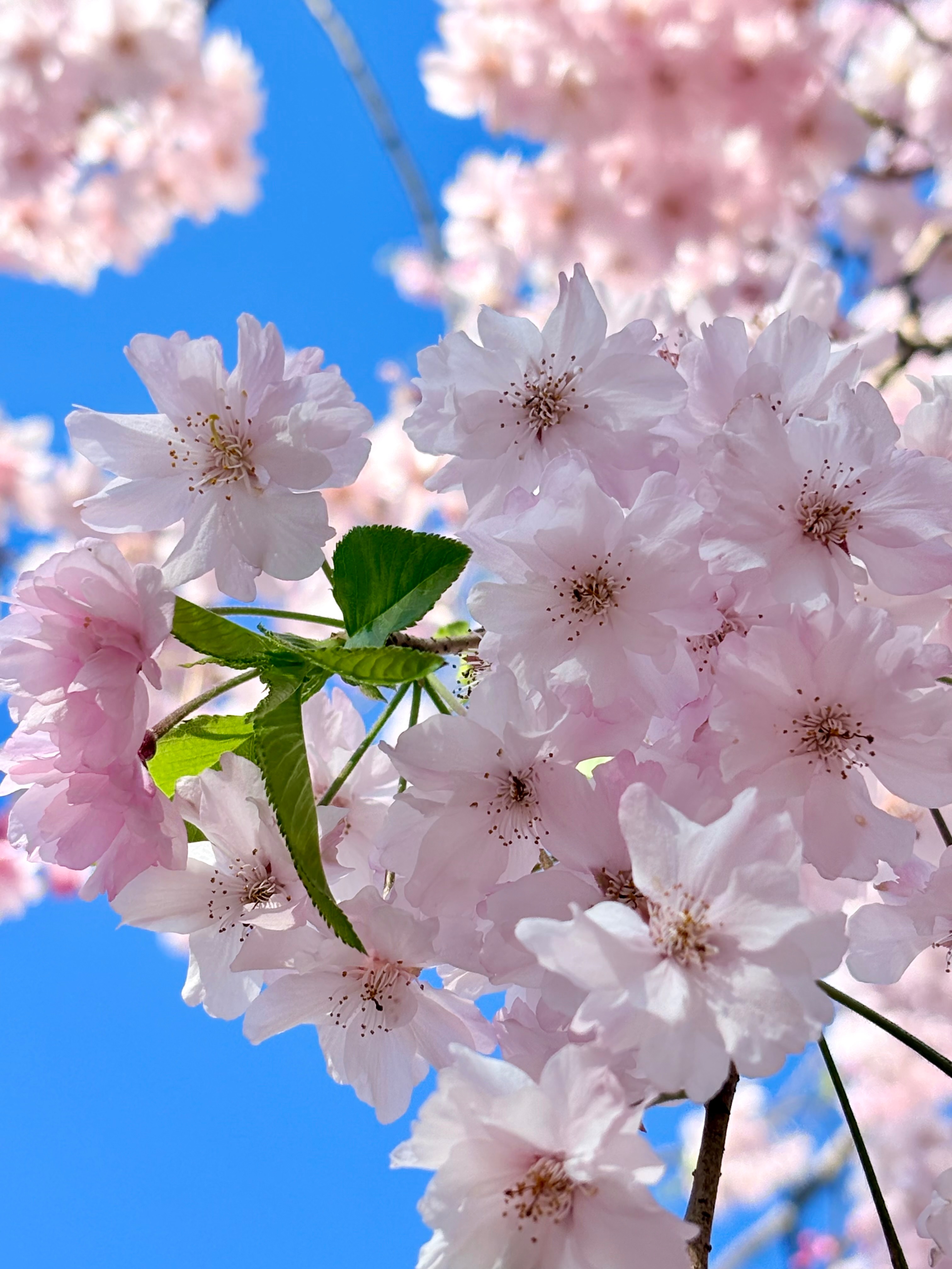 題名「桜」の写真